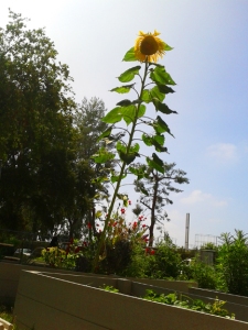 2013 06-13 A Russian Sunflower web
